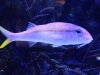 Yellow Goatfish.JPG