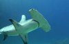 great hammerhead 2.jpeg
