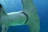 great hammerhead 4.jpeg