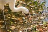 whooping crane 11.jpeg