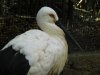 Oriental White Stork (6).JPG