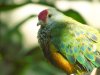 Beautiful Fruit Dove (4) Edit.jpg