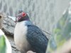 Papuan Mountain Pigeon (2).JPG