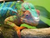 Panther Chameleon (3).JPG