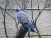 Speckled Pigeon (7).JPG