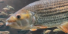 tigerfish.png