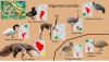 Avifauna - Argentine Cerrado.png