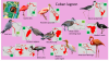 Avifauna - Cuban lagoon.png