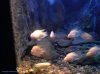 akuarium-tawar.jpg