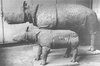 rhinoceros sondaicus9.JPG