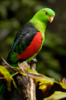 RED WINGED PARROT, CIRCA 2007.png