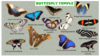 Wildlands - Butterfly temple (Butterfly temple).png