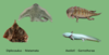 Comparison species 2.png