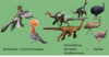 Comparison species 5.png