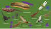 Carboniferous shapes and such.png