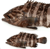 Naamloos new deepwater grouper.png