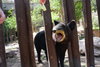 496 Mountain Tapir.JPG