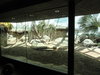 332 Komodo Dragon Exhibit.JPG