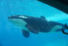 274 Orca.JPG