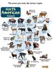 North-American-Animals.jpg