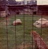 Cheetah, Taronga, April 1978.jpg