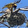 black headed weaver.jpg