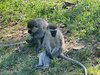 Vervet monkey.jpg