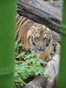 97 Sumatran Tiger.JPG