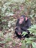 chimp.jpg