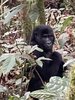 gorilla.jpg