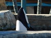 Commerson's Dolphin (8).JPG