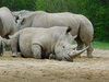 Southern White Rhino (9).JPG