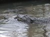 Mating Alligators.JPG