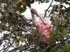 Roseate Spoonbill II.JPG