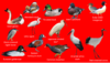Oriental garden - Birds 2.png