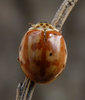 Harmonia quadripunctata 1 (27-5-23 Peñaflor, det yo) (1).jpg
