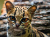 Margay-23-700x525.jpg