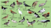 The Meadow - Waterbirds.png
