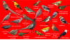 Oriental garden - Birds 1.png