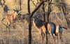 Roan antelope 2.JPG