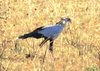 Secretary Bird 1.JPG