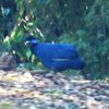 Crested guineafowl 1.JPG