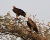 Lappet faced vulture.JPG