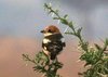Woodland shrike.JPG