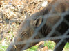 Babirusa_P1000612.JPG