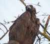 3 Cinereous vulture.jpg
