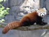 IMG_5156 red panda.jpg