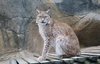 Eurasian lynx.jpeg