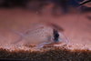 Sychr's corydoras.JPG