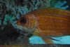 Longspine squirrelfish.JPG